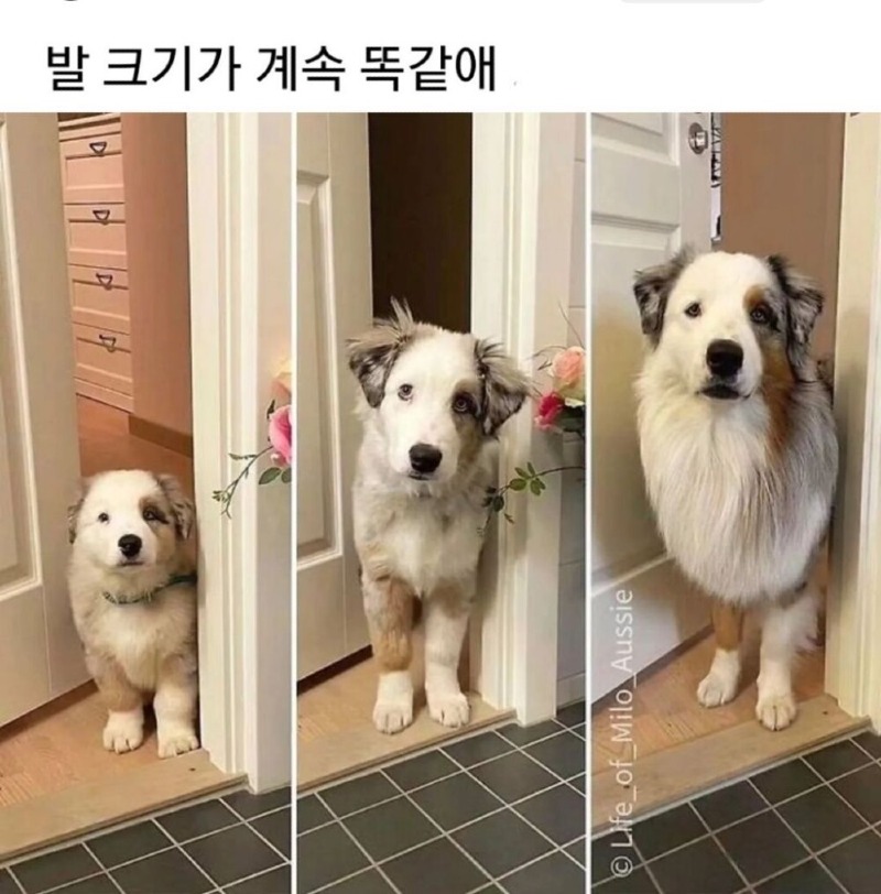 강아지 얼마나 클지 발보면 안다고 하는 이유.jpg